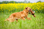 rennender Golden Retriever