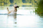 apportierender Golden Retriever