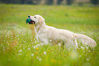 apportierender Golden Retriever