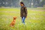 Golden Retriever beim Training