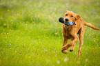 apportierender Golden Retriever