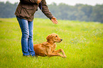 Golden Retriever beim Training