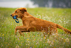 apportierender Golden Retriever