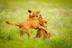 spielende Hunde