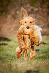 apportierender Golden Retriever