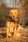 sitzender Golden Retriever