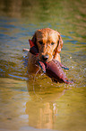 apportierender Golden Retriever