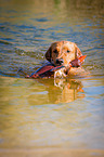 apportierender Golden Retriever