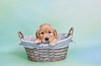 Golden Retriever Welpe