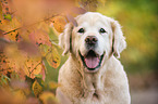 alter Golden Retriever Rde