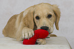 liegender Golden Retriever Welpe