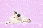 liegender Golden Retriever Welpe