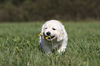 stehender Golden Retriever Welpe