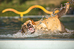 Golden Retriever im Pool