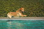 Golden Retriever im Pool