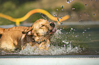 Golden Retriever im Pool