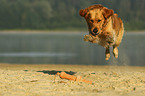 rennender Golden Retriever