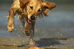 rennender Golden Retriever