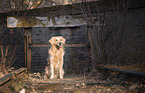 sitzender Golden Retriever