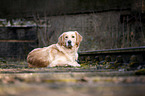 liegender Golden Retriever