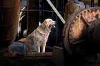 stehender Golden Retriever