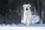 rennender Golden Retriever