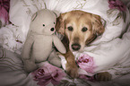 liegender Golden Retriever