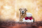 liegender Golden Retriever