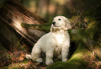 sitzender Golden Retriever Welpe