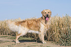 stehender Golden Retriever