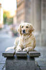 liegender Golden Retriever