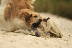 spielender Golden Retriever