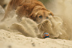 spielender Golden Retriever