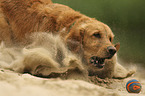 spielender Golden Retriever