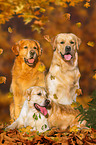 3 Golden Retriever