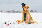 sitzender Golden Retriever