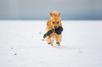 rennender Golden Retriever