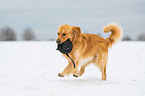 rennender Golden Retriever