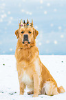 sitzender Golden Retriever