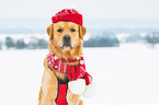 Golden Retriever Portrait