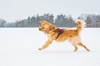 rennender Golden Retriever