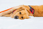 liegender Golden Retriever
