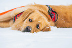 liegender Golden Retriever