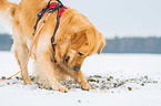 buddelnder Golden Retriever