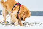 buddelnder Golden Retriever