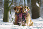 Golden Retriever im Schnee