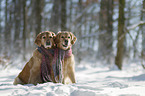 Golden Retriever im Schnee