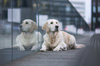 liegender Golden Retriever