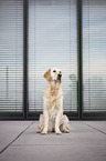 sitzender Golden Retriever