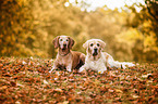 2 Hunde